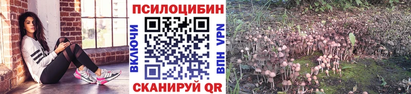 как найти закладки  Протвино  Галлюциногенные грибы Psilocybe 